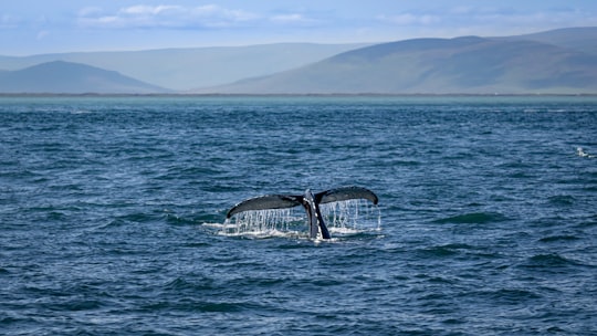whale on the ocean in Húsavík Iceland
