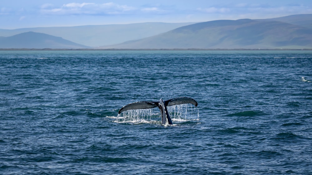 whale on the ocean