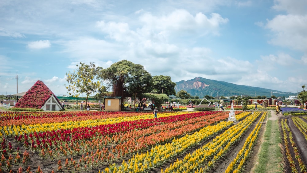 green and red flower field