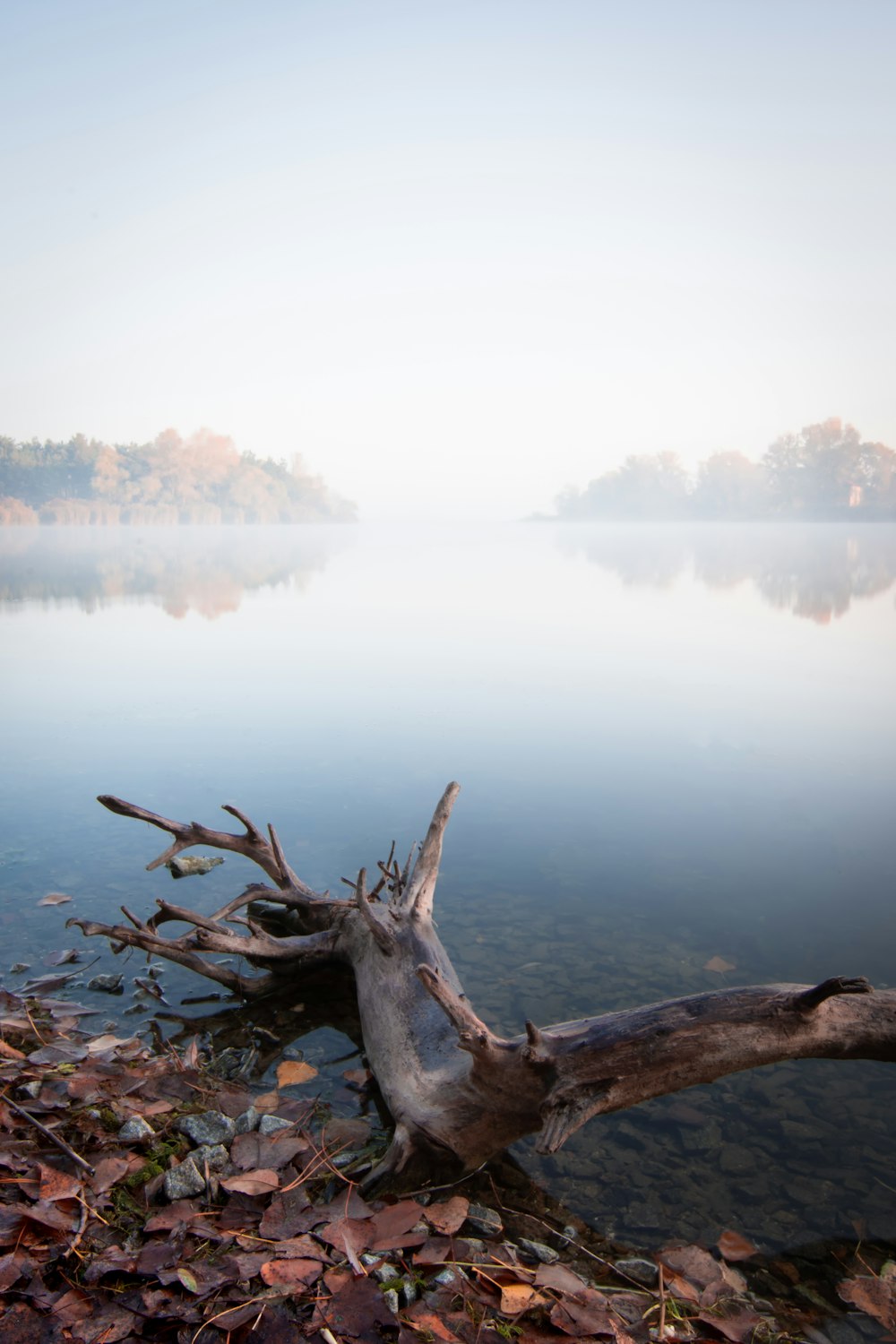 drifwood on shore