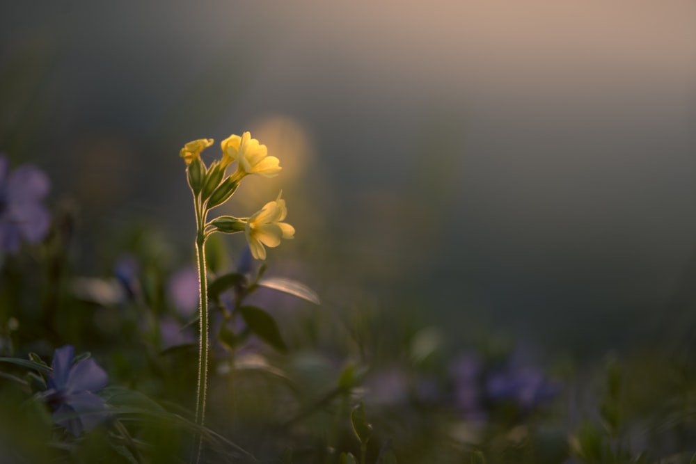 yellow petal flower