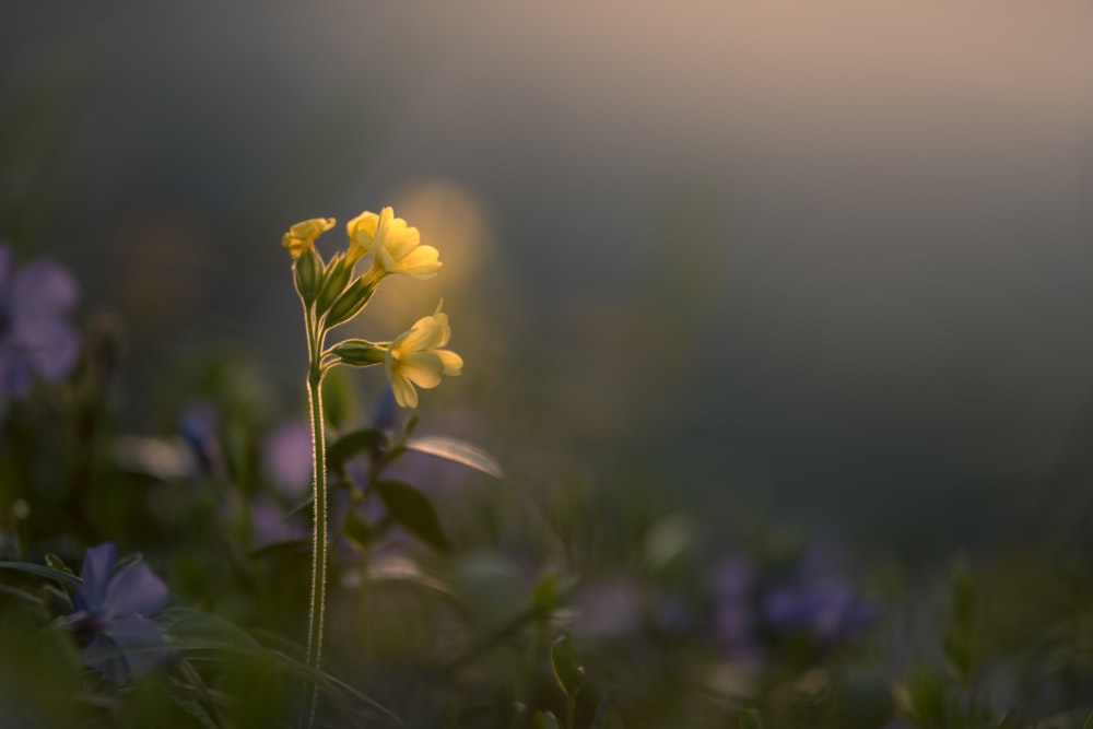 Flor de pétalos amarillos