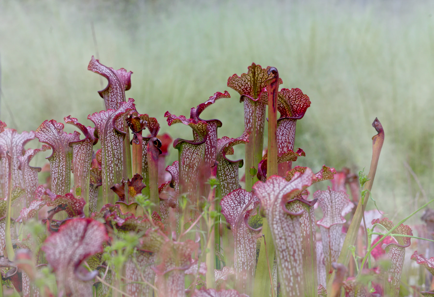 A stand of tall pitcher plants with white, red-veined tops rising out of grass in a misty bog