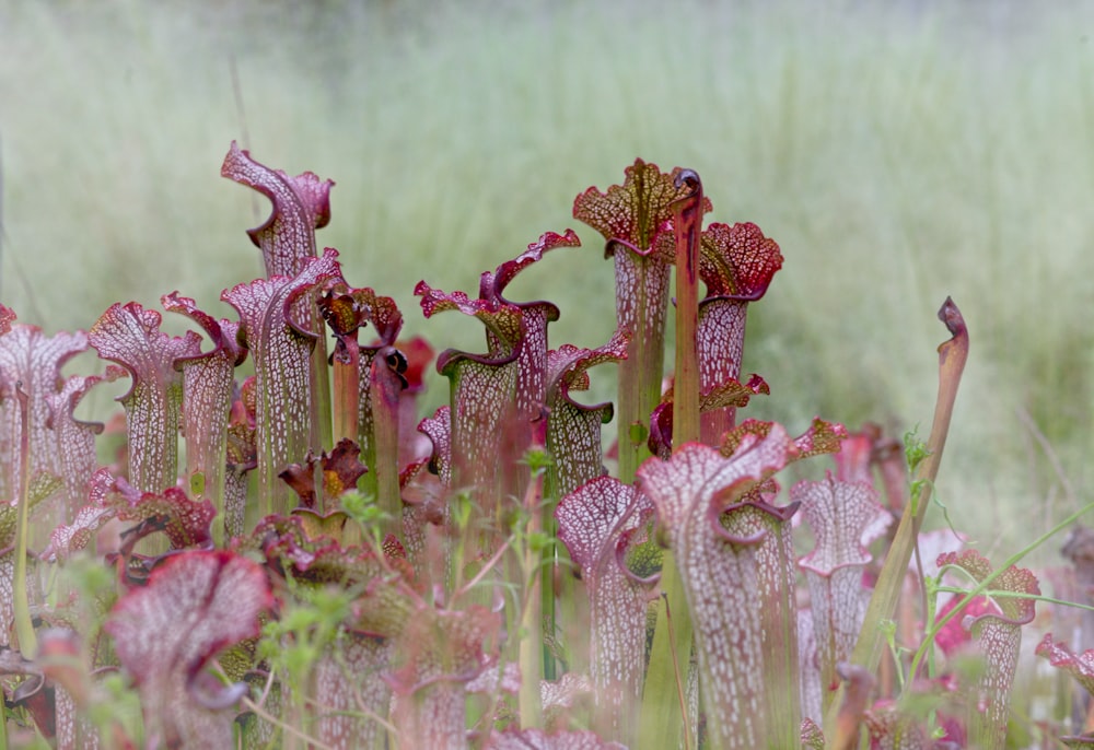 shallow focus photo of purple plants