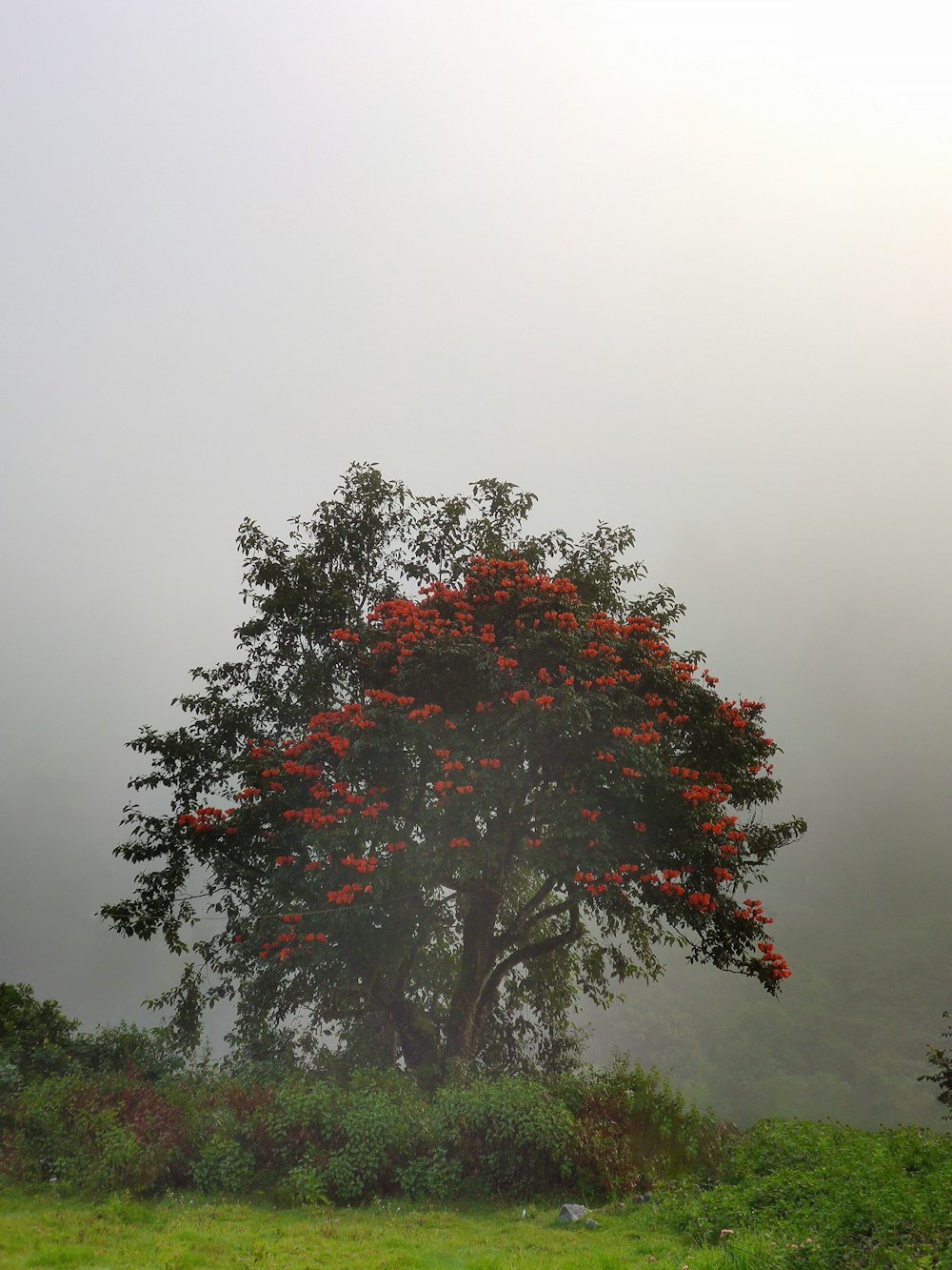 arbre à fleurs à pétales rouges pendant la journée