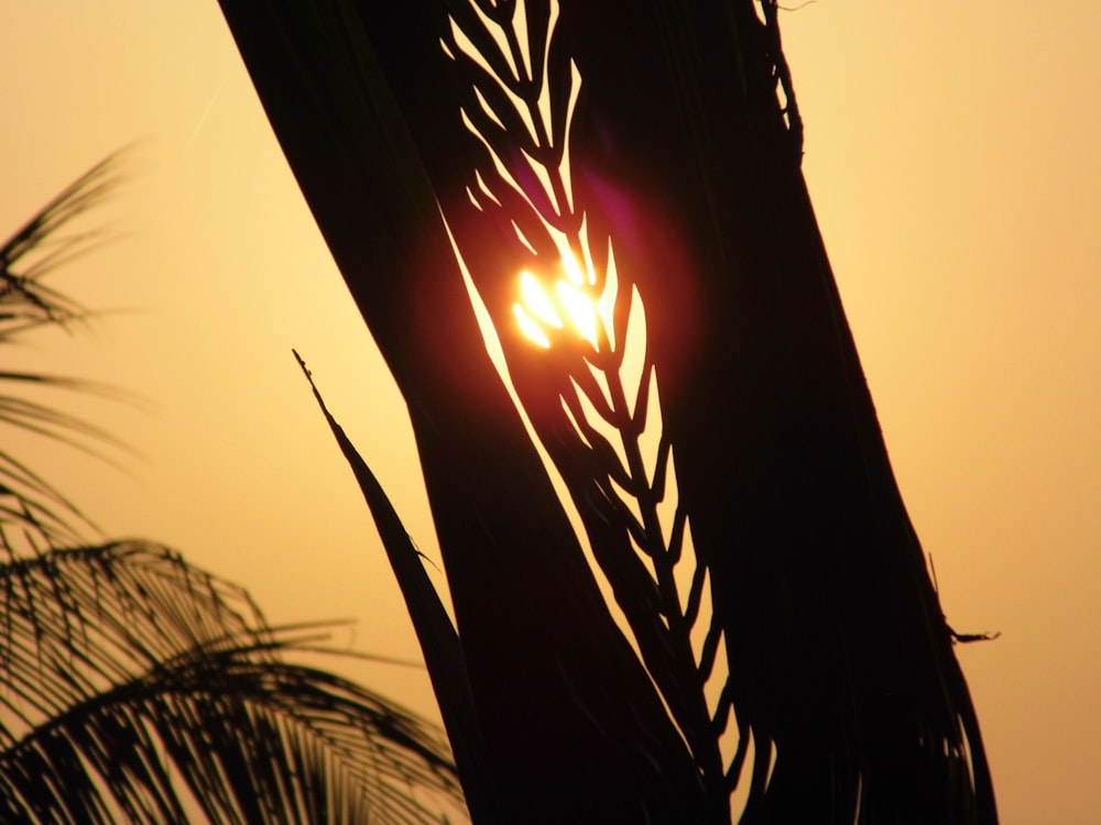a close up of a palm tree with the sun in the background