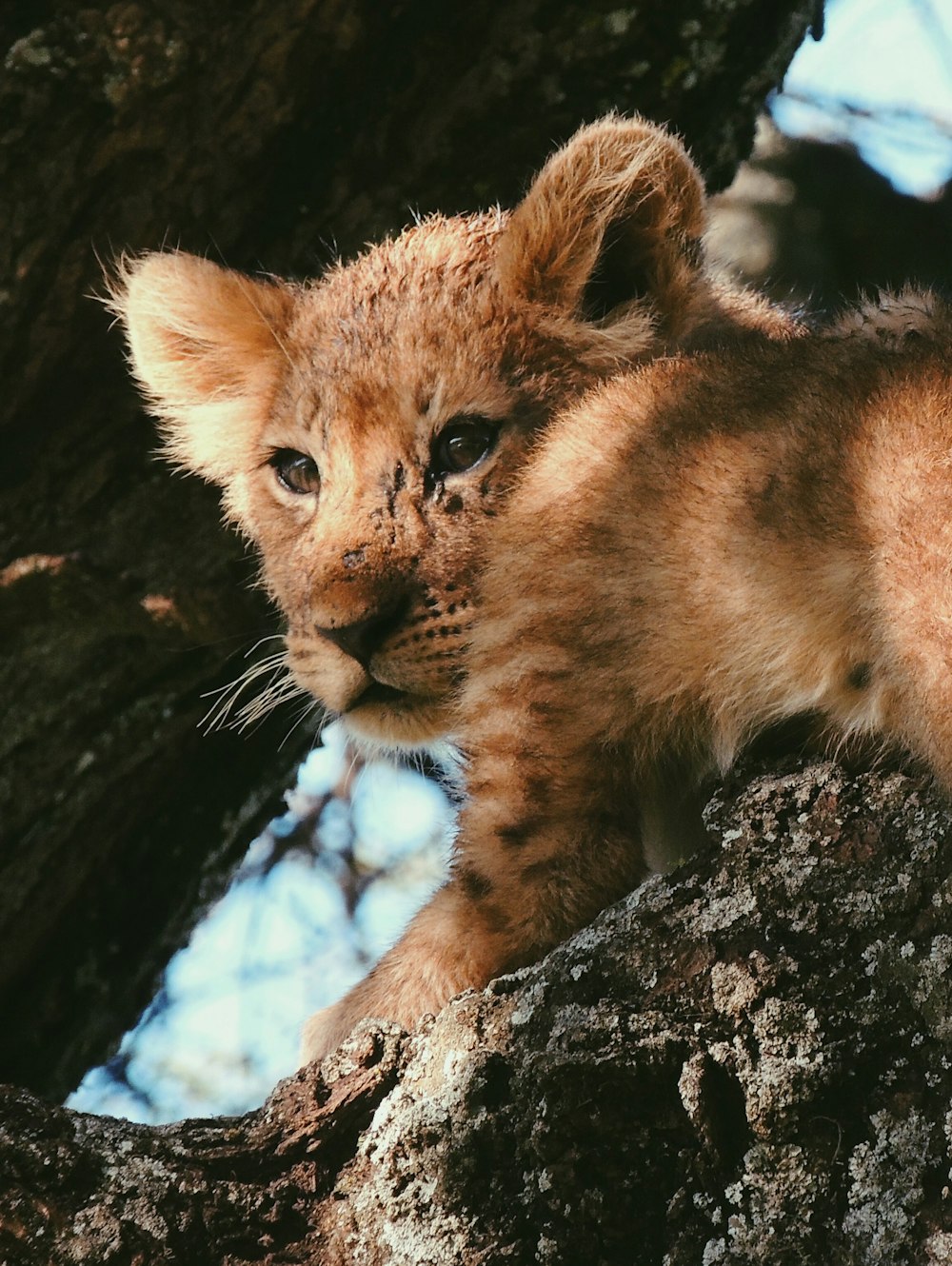 brown and black tiger cub on brown tree log