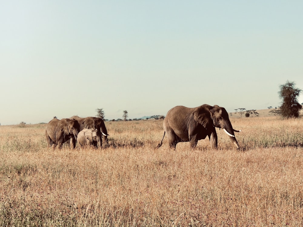 grey elephants on brown field under blue and white sky during daytime