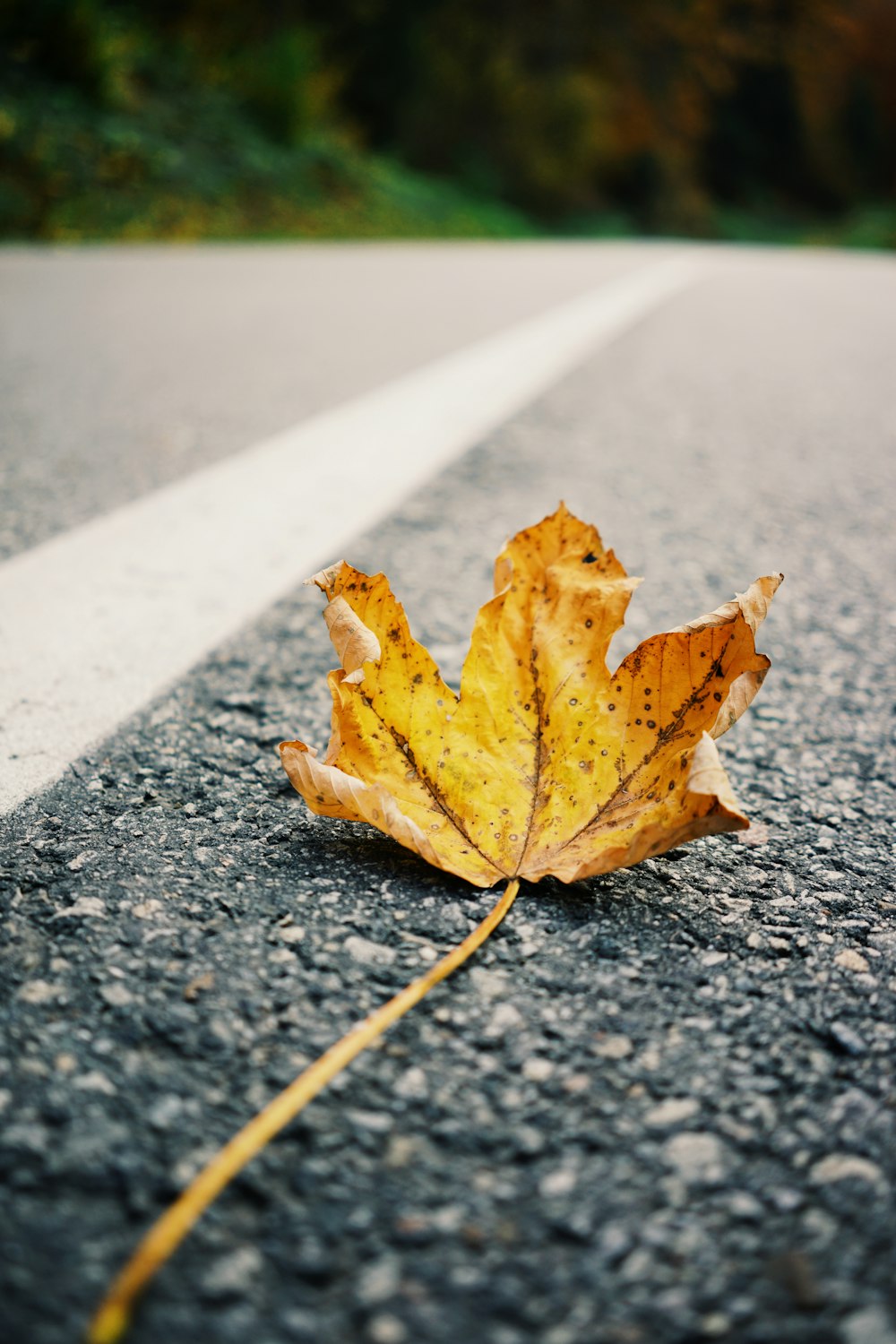 yellow leaf