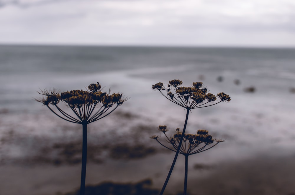 macro photography of flowers