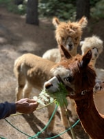 Several alpacas are in a wooded area, with one alpaca in the foreground eating green leaves from a person's hand. The sunlight filters through the trees, casting dappled shadows on the ground.