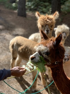 Several alpacas are in a wooded area, with one alpaca in the foreground eating green leaves from a person's hand. The sunlight filters through the trees, casting dappled shadows on the ground.