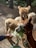 Several alpacas are in a wooded area, with one alpaca in the foreground eating green leaves from a person's hand. The sunlight filters through the trees, casting dappled shadows on the ground.