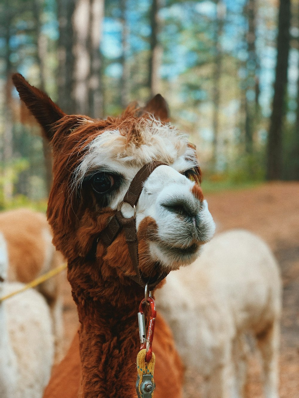 brown and white llama