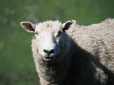 A close-up of a fluffy sheep with dew-speckled grass in the morning light.