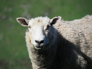 A close-up of a sheep with thick, fluffy wool standing in a grassy field. The sheep's face is well-lit, displaying its curious expression with ears pointing slightly outward. The background is a blurred green, suggesting an outdoor, pastoral setting.