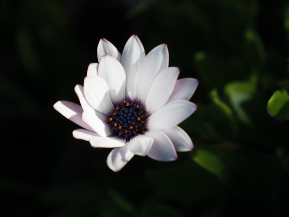 white petaled flower