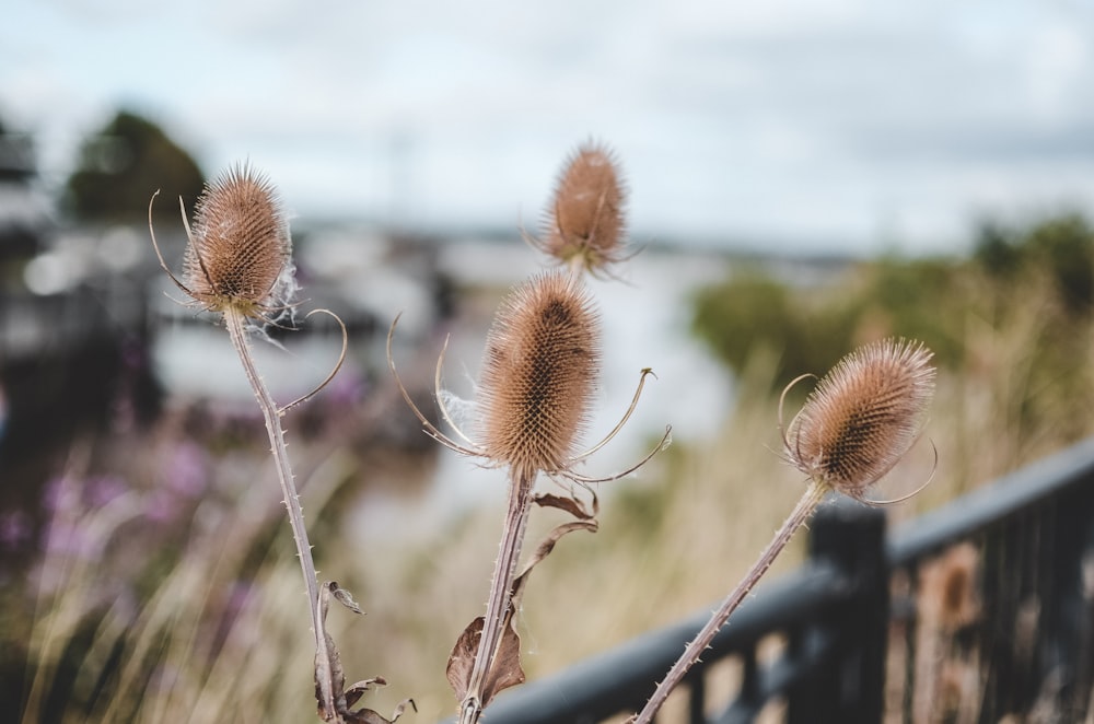 brown flowers