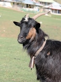 A black goat with brown patches on its face stands in a grassy area, wearing a bell around its neck. Its horns curve backwards, and there is a building in the background with a red roof.