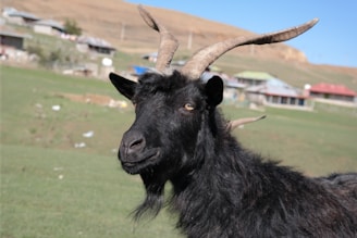 A close-up view of a black goat with long, curved horns standing in a grassy field. In the background, there are several houses with colorful roofs, set against a hillside under a clear blue sky.
