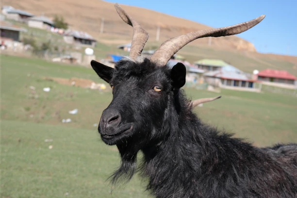 A close-up of a healthy goat ready for Qurbani, standing in a sunny pasture at Halal Harvest Farms.
