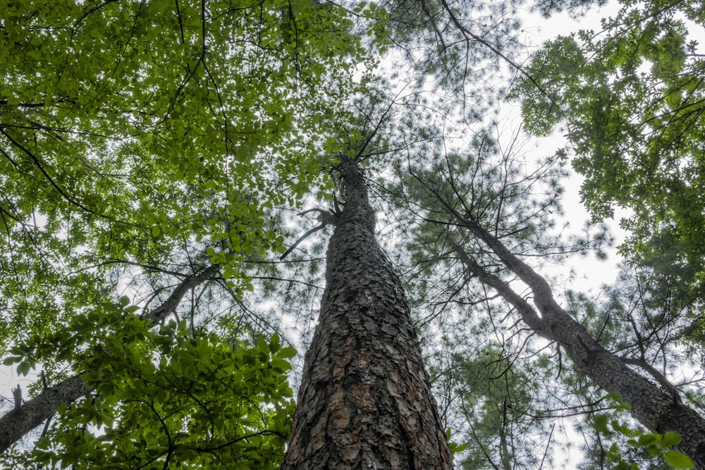 worm view photo of green trees