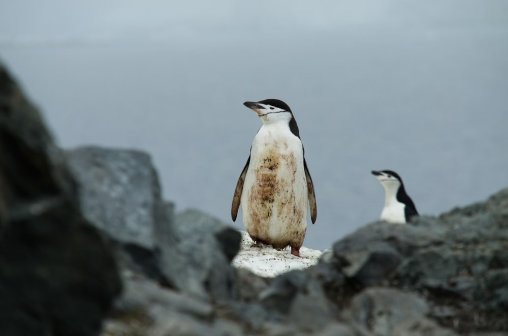 two black-and-white penguins on rock