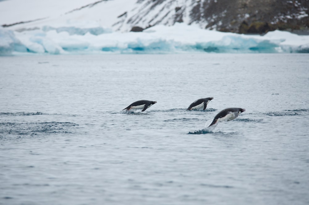 three black and white fish on blue body of water during daytime