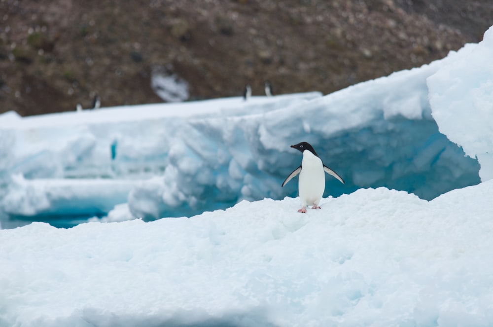 white and black penguin on ice