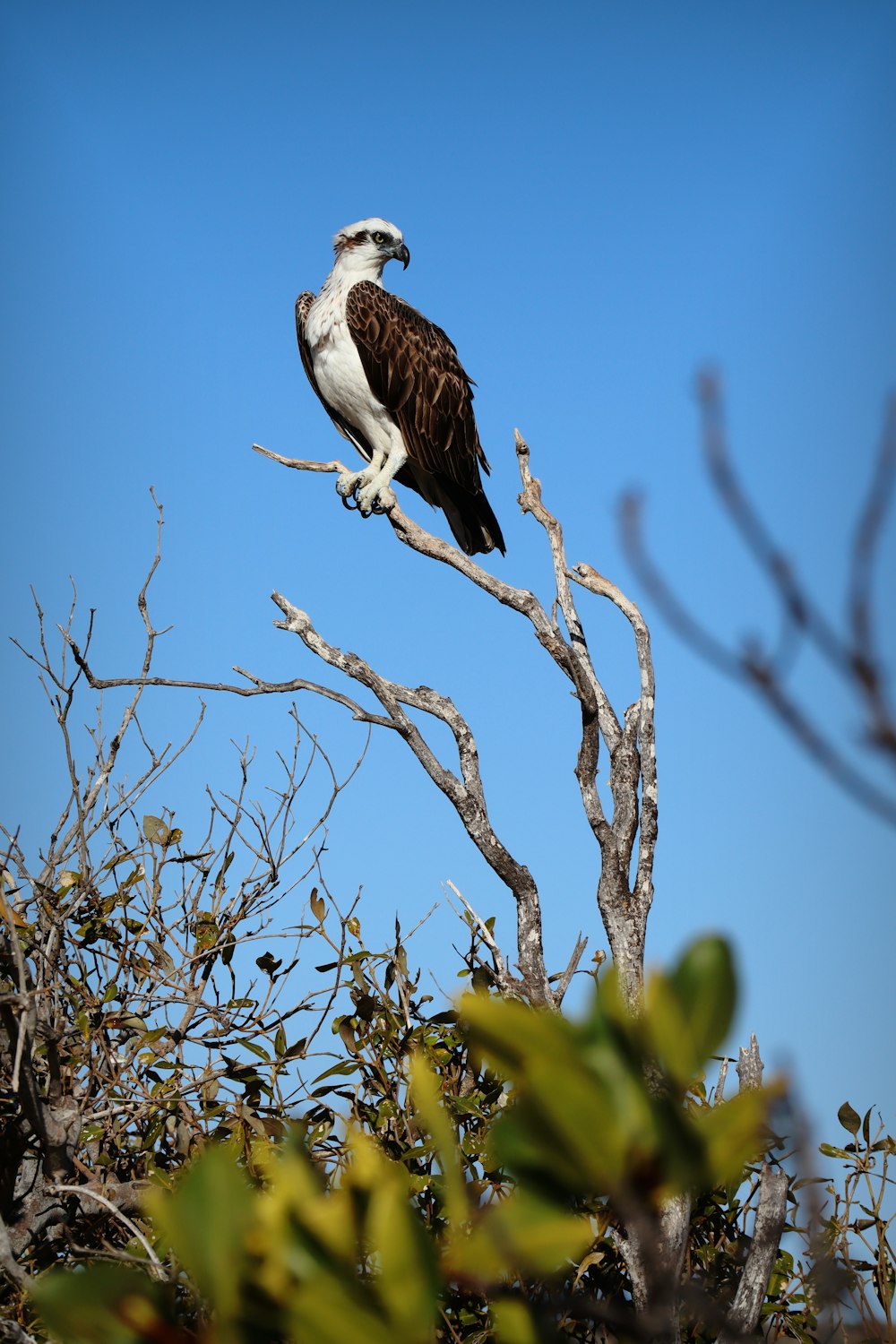 falcon on tree branch during daytime