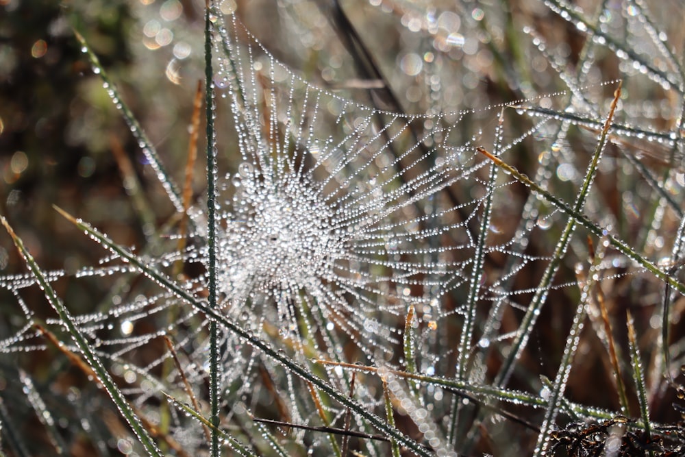 macro photography of white cobweb