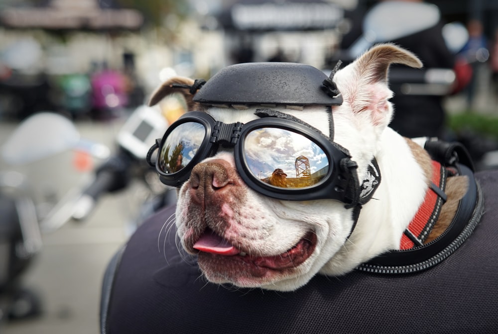 white French bulldog wearing sunglasses