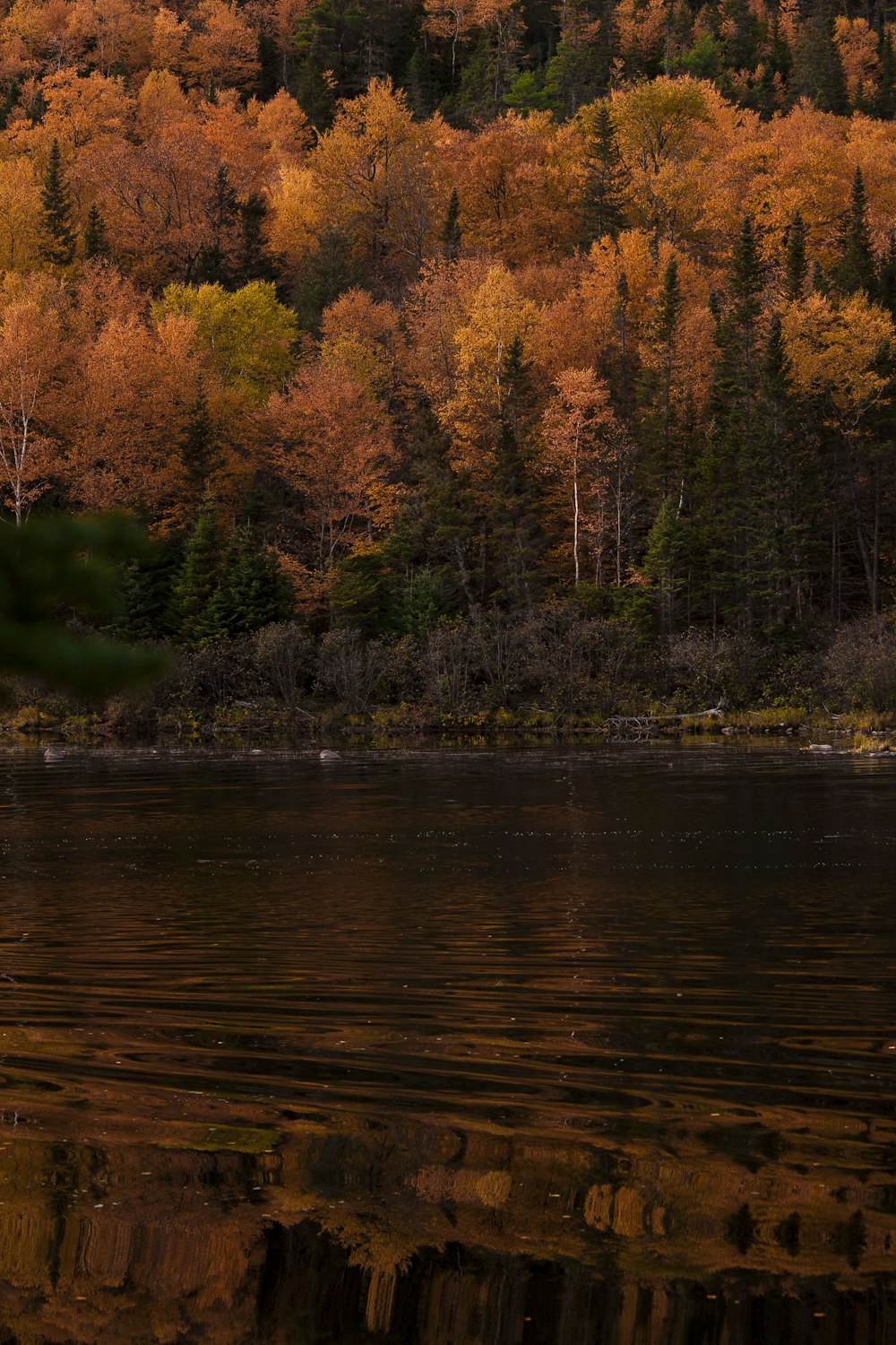 brown trees