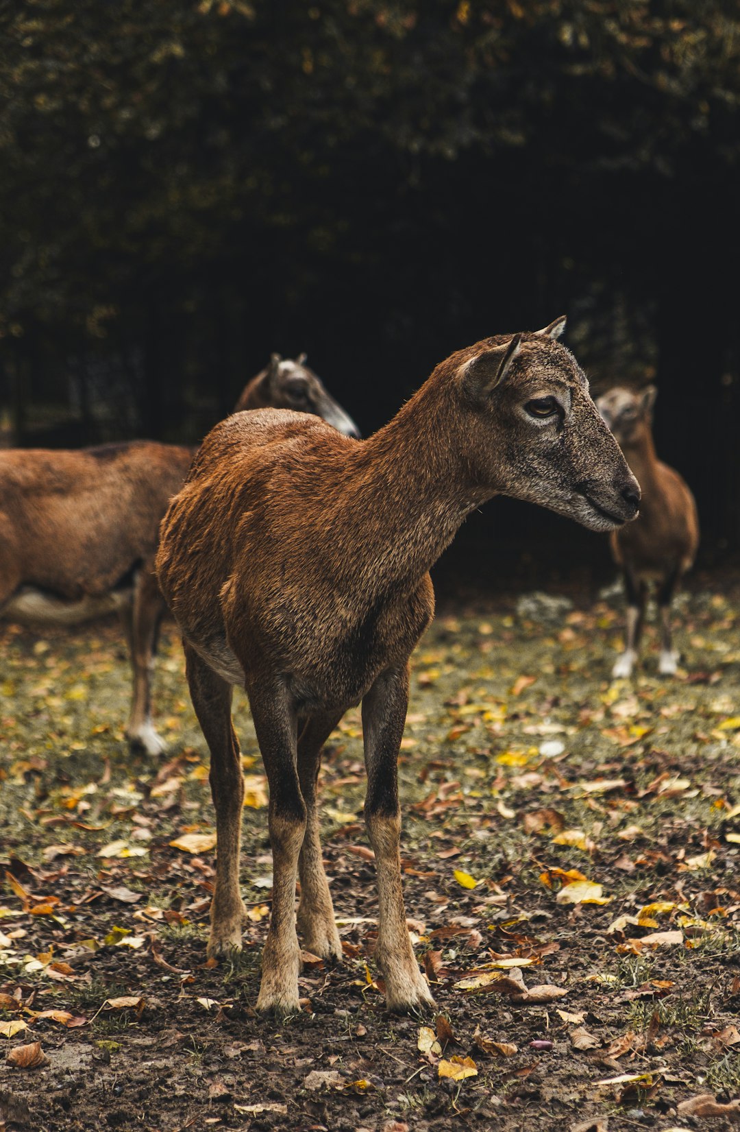 brown goat