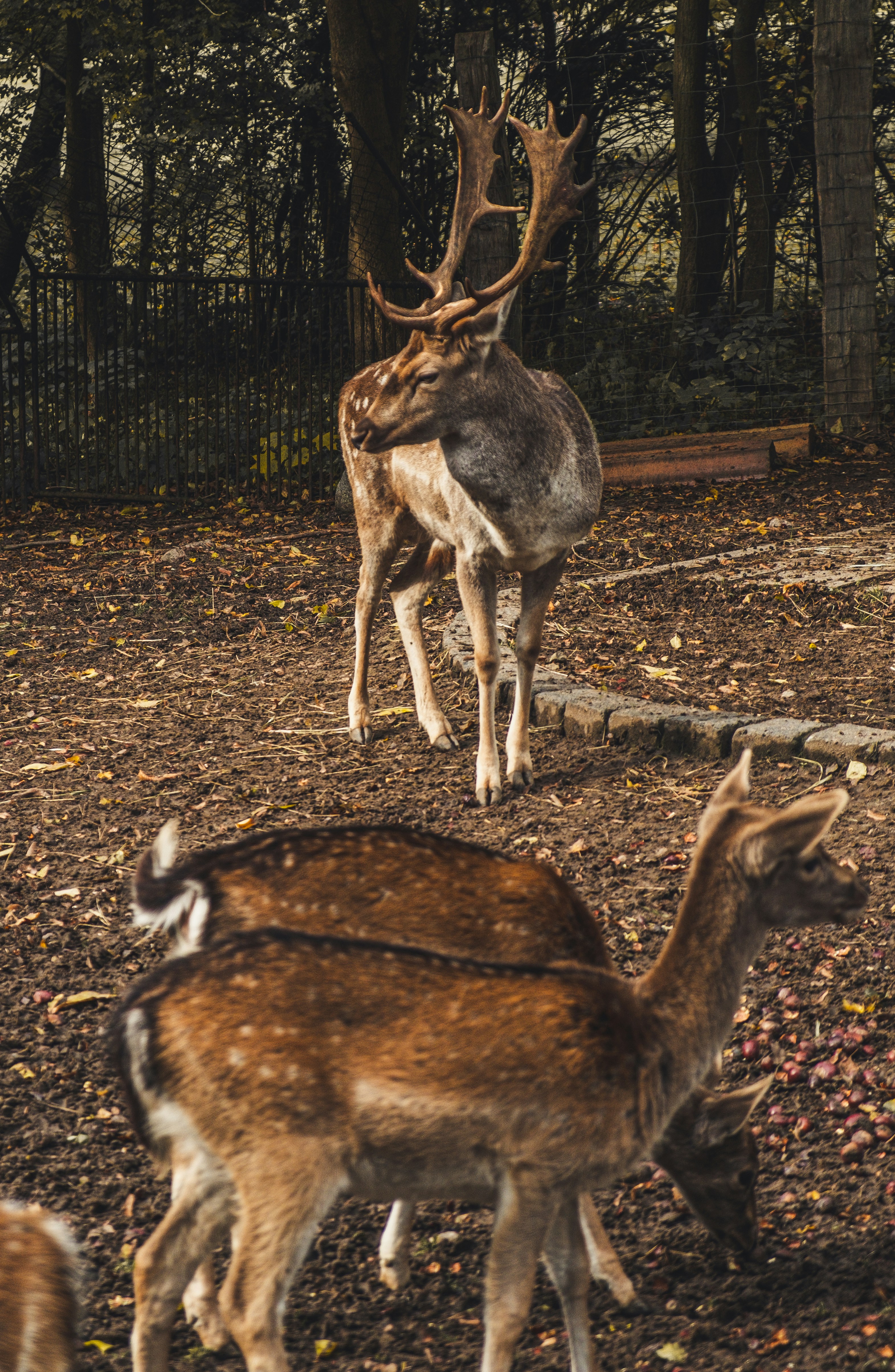 a couple of deer standing on top of a forest floor