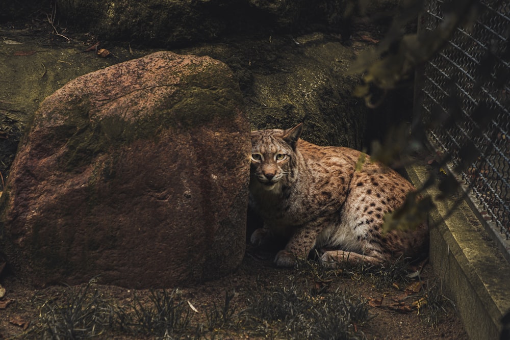 wild cat in cage beside rock