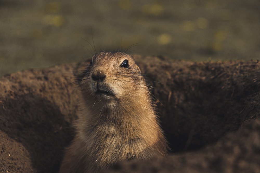 arizona black tailed prairie dog