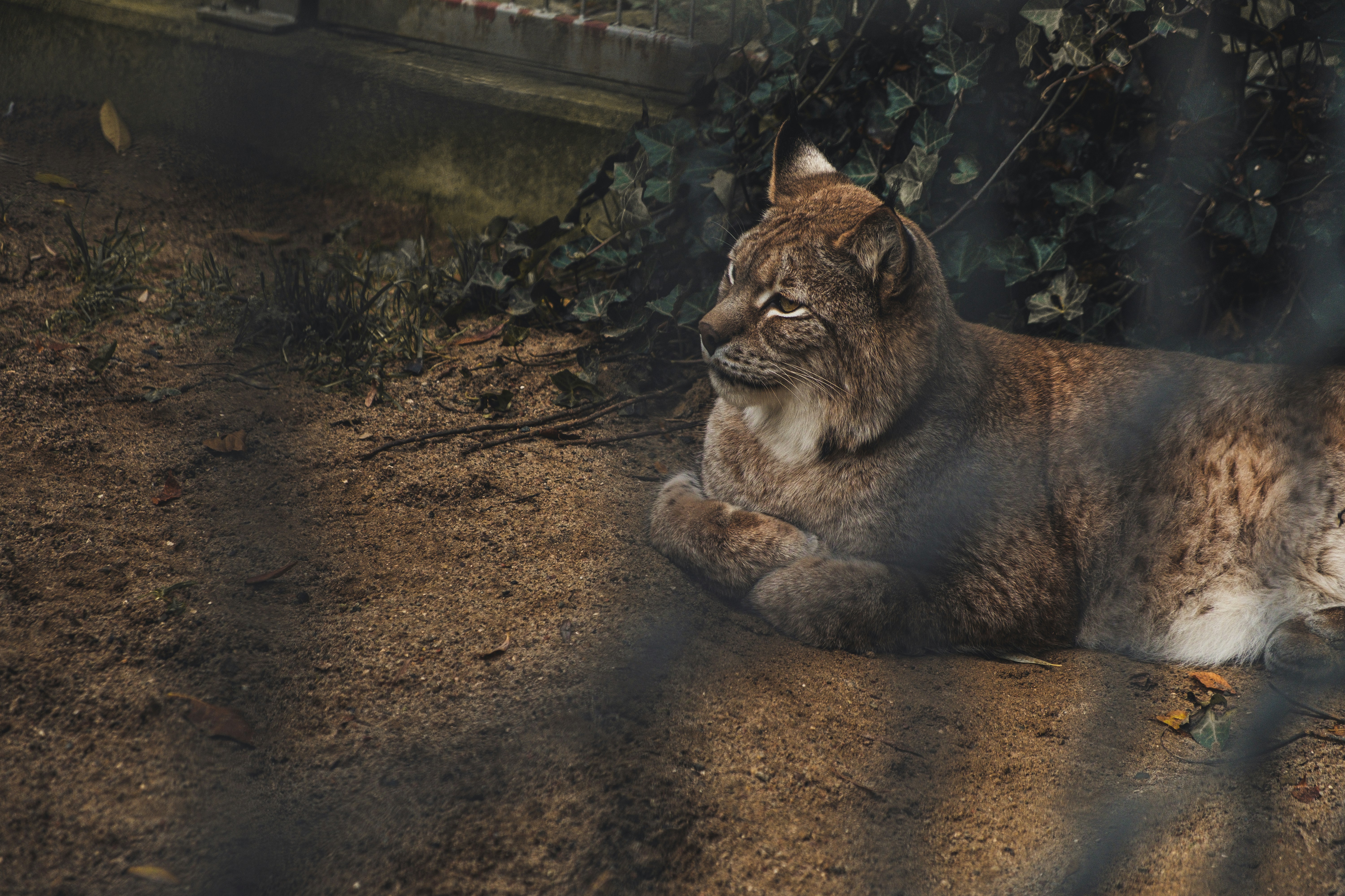 Lynx Life Library - A Curated Guide to Mindful Living,