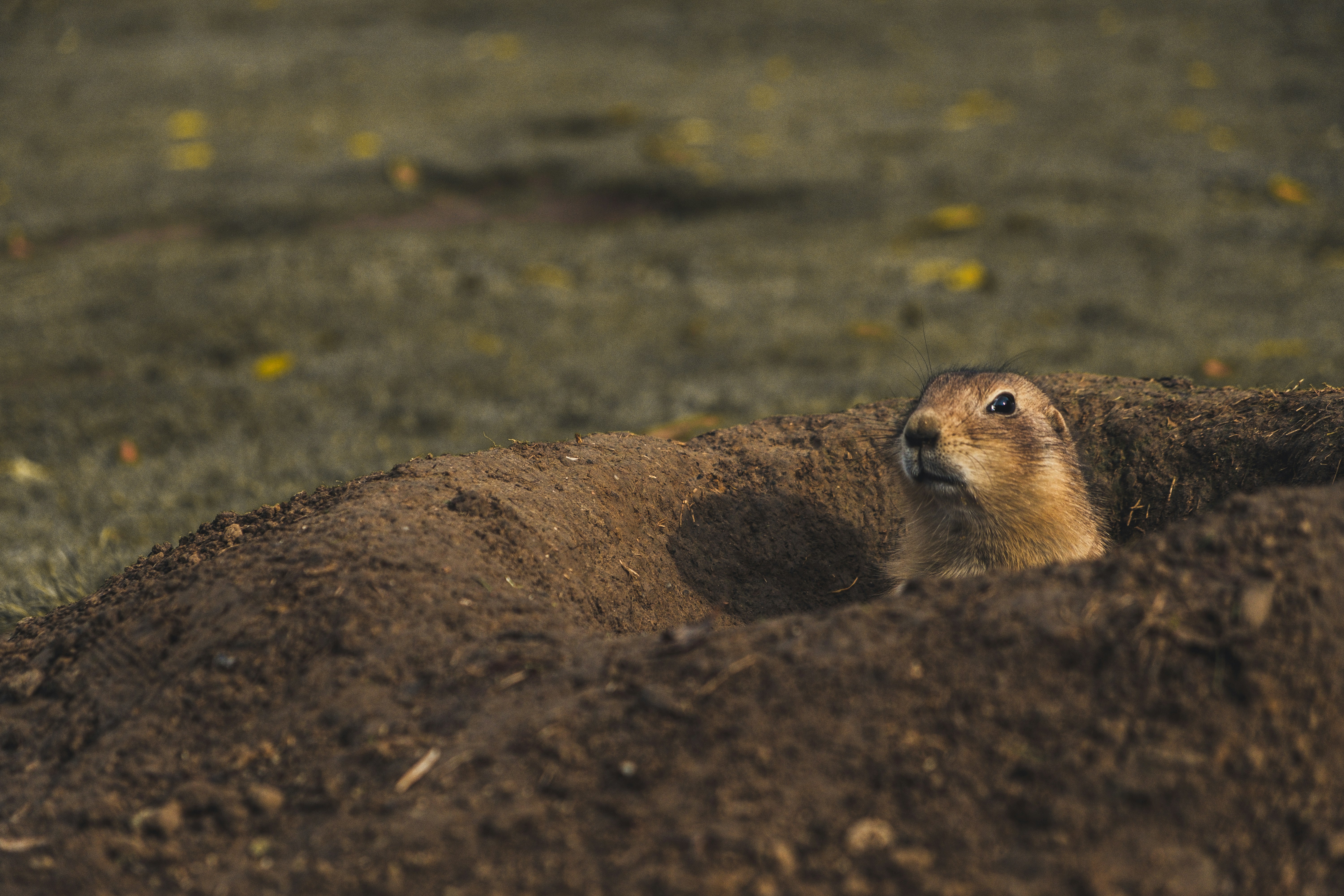 Prairie Dog