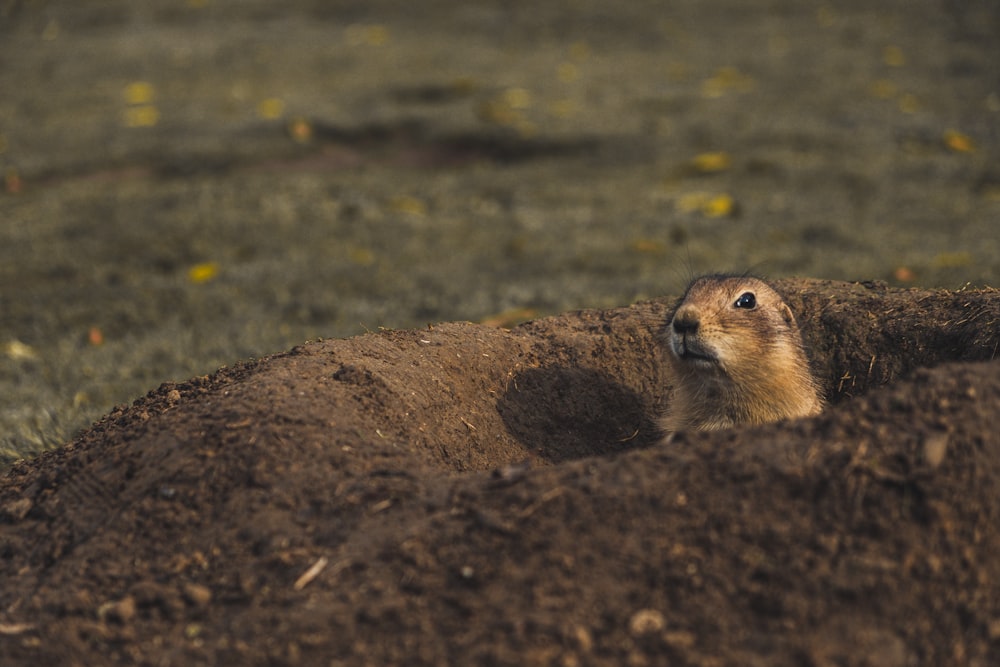 meercat in ground