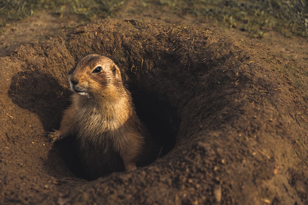 brown beaver on ground