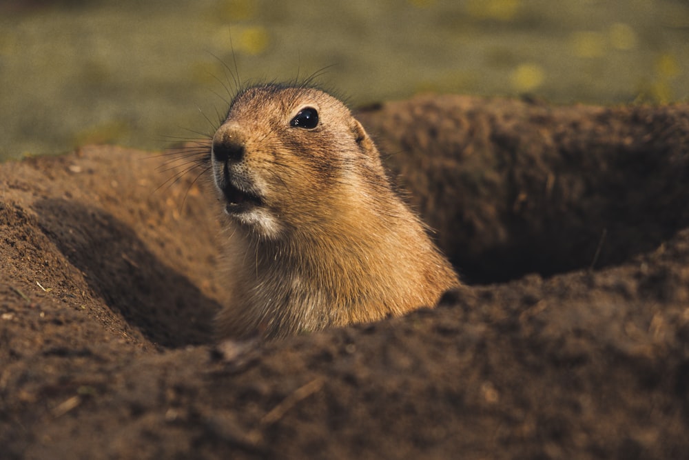 brown beaver