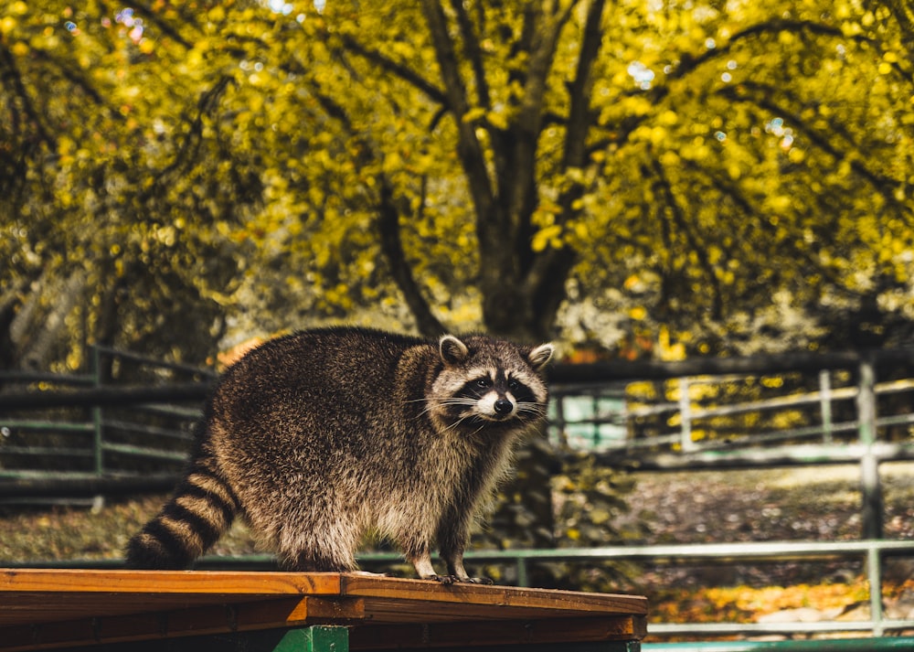 Raccoon on table under tree during daytime