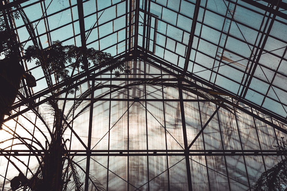 low-angle photo of greenhouse