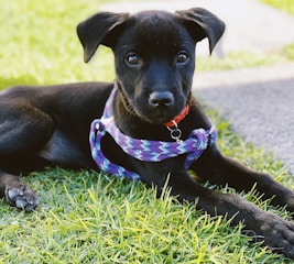 short-haired black puppy with purple harness