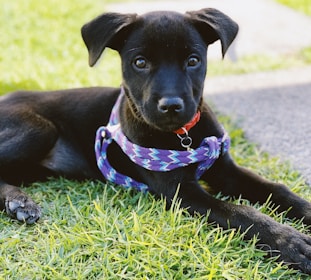 short-haired black puppy with purple harness