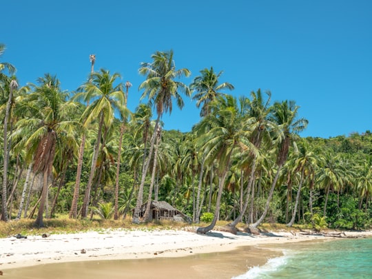 palm trees by the shore in Palawan Philippines