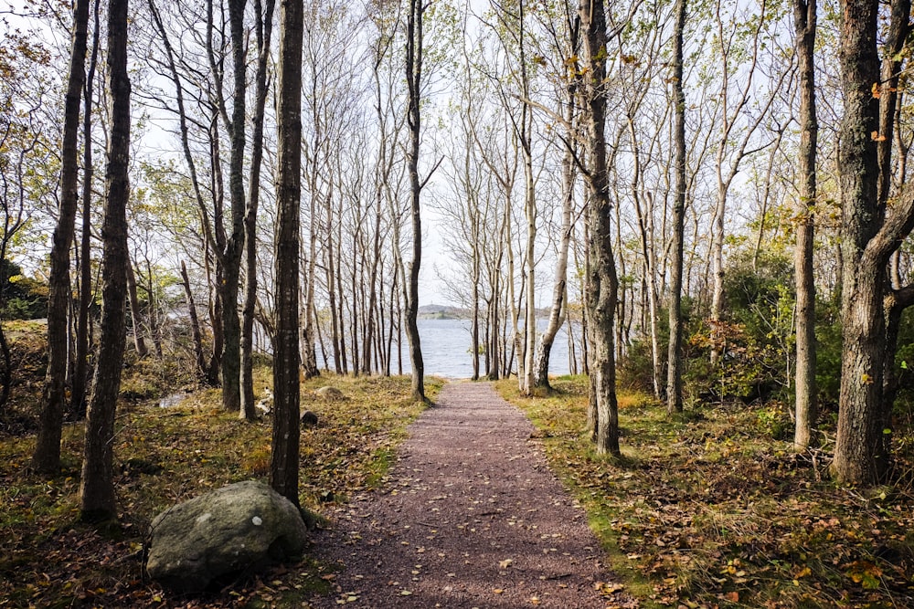 Un camino en el bosque que conduce a un cuerpo de agua