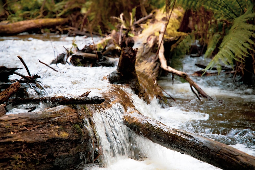 woods on creek