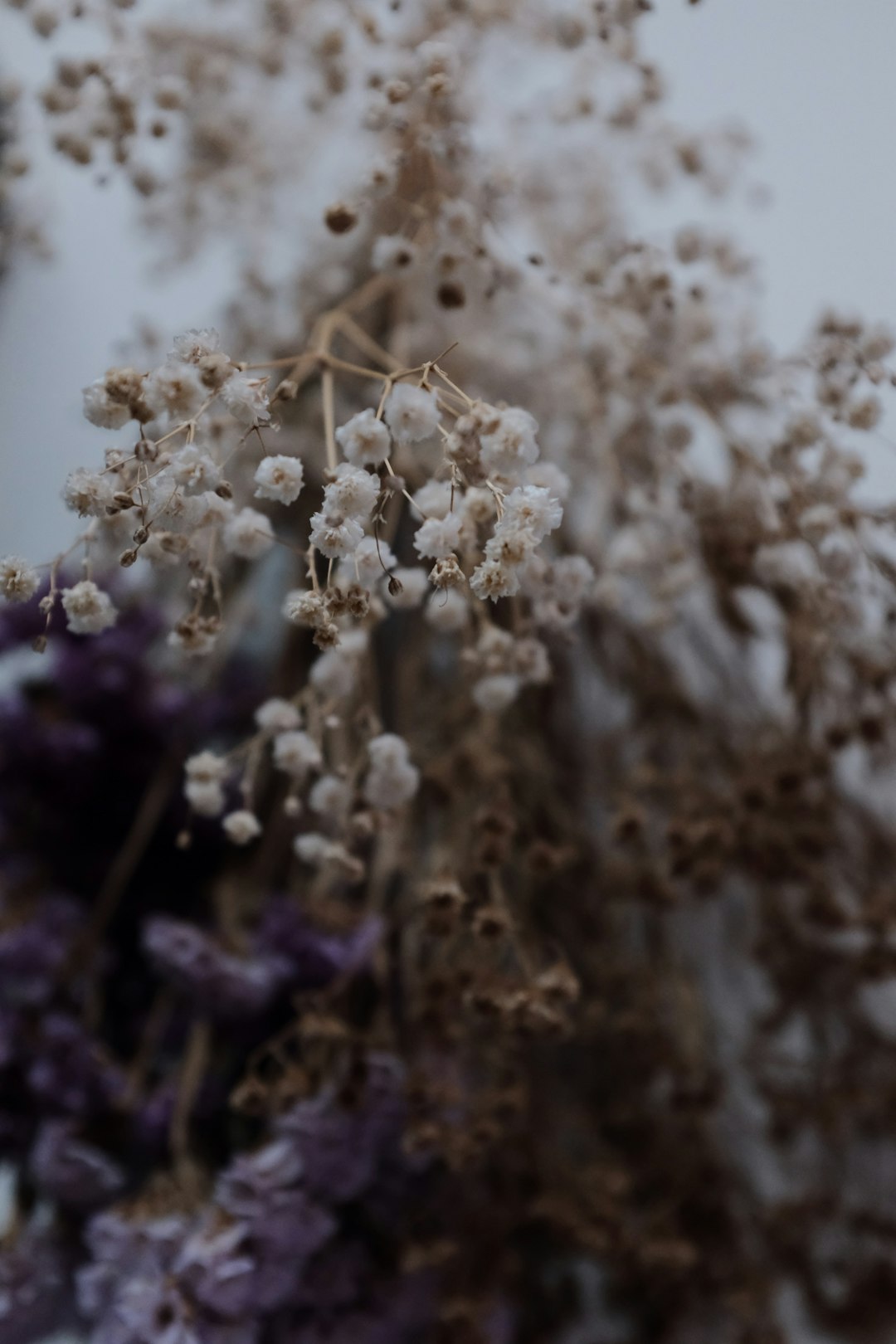 white petaled flowers